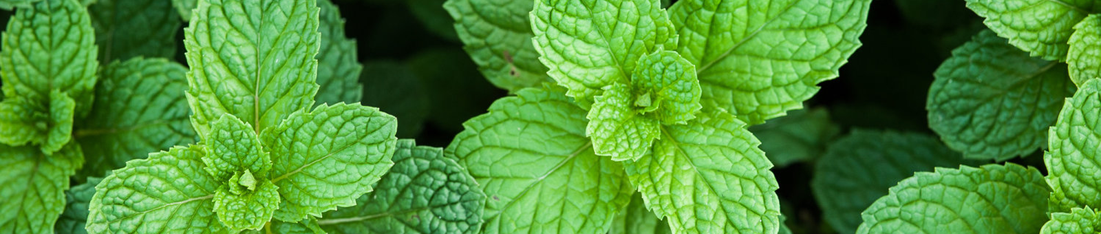 Menthol