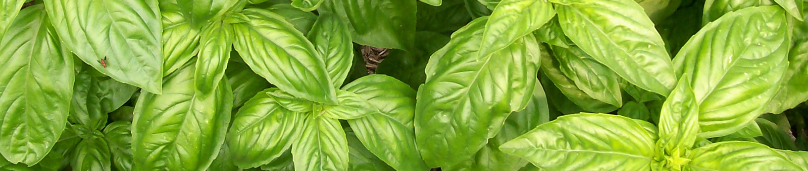 Tinh dầu Hương Nhu