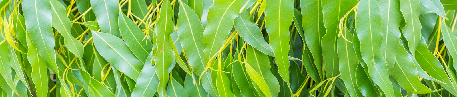 Tinh dầu Khuynh Diệp