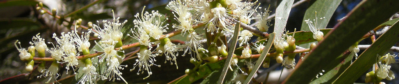 Tinh dầu Tràm Gió