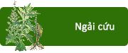 Ngải cứu
