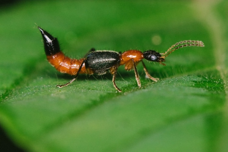 Cách đuổi kiến ba khoang đuôi nhọn trong nhà hiệu quả